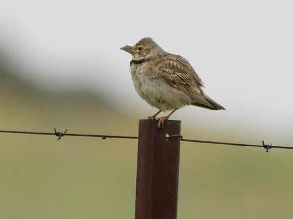 <h3><a href="/trips/extramadura/biota/animalia/chordata/aves/040 passeriformes/073 alaudidae/melanocorypha calandra/melanocorypha calandra-nl.html">Melanocorypha&nbsp;calandra</a> / Calandra&nbsp;lark / Kalanderleeuwerik</h3>OM-1 Mark II met OLYMPUS M.150-400mm F4.5 TC, 1/2000 sec  bij F6.3, ISO 4000, afstand 35.8&nbsp;m